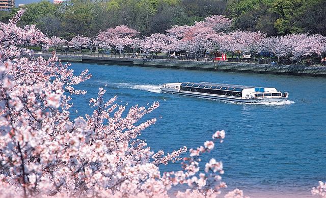 大阪桜ツアー
