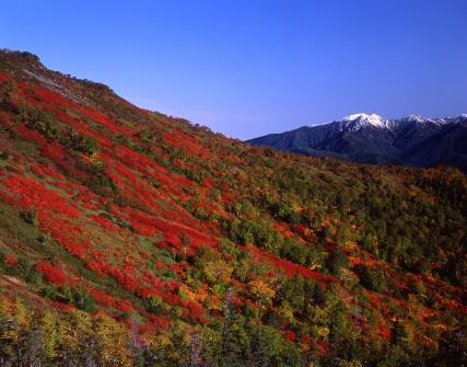 日本一早い！紅葉