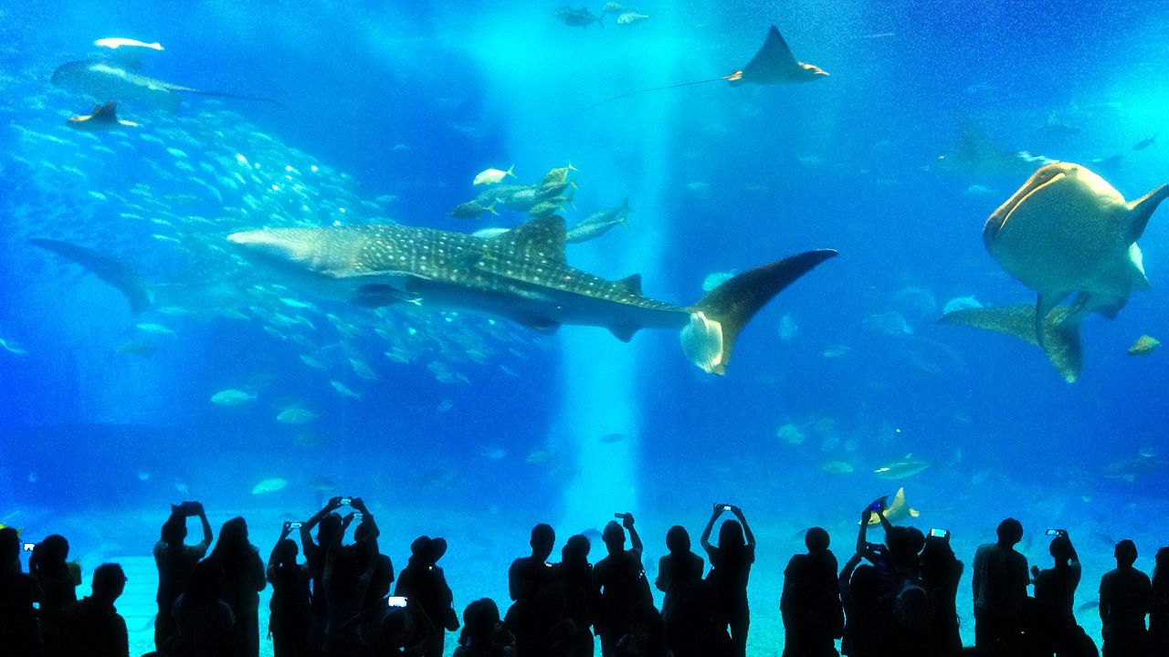 冲绳美丽海水族馆和其他的城市。