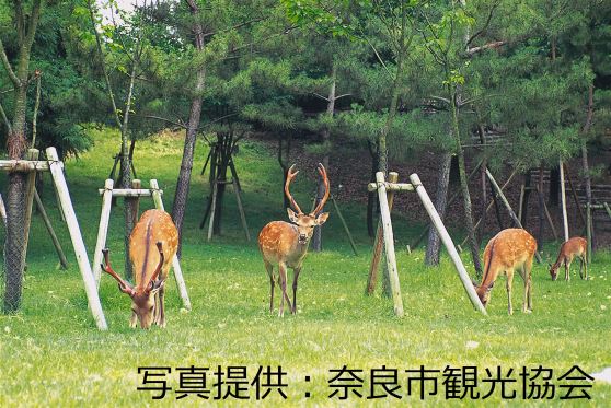 나라 공원(奈良公園)