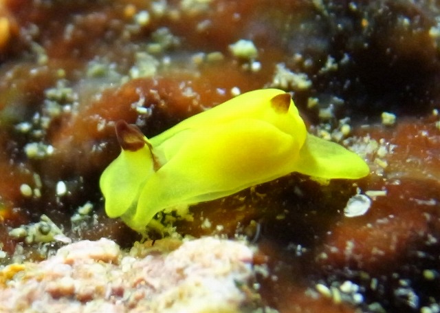 魚やウミウシなどたくさんの生き物とふれあいもあり
